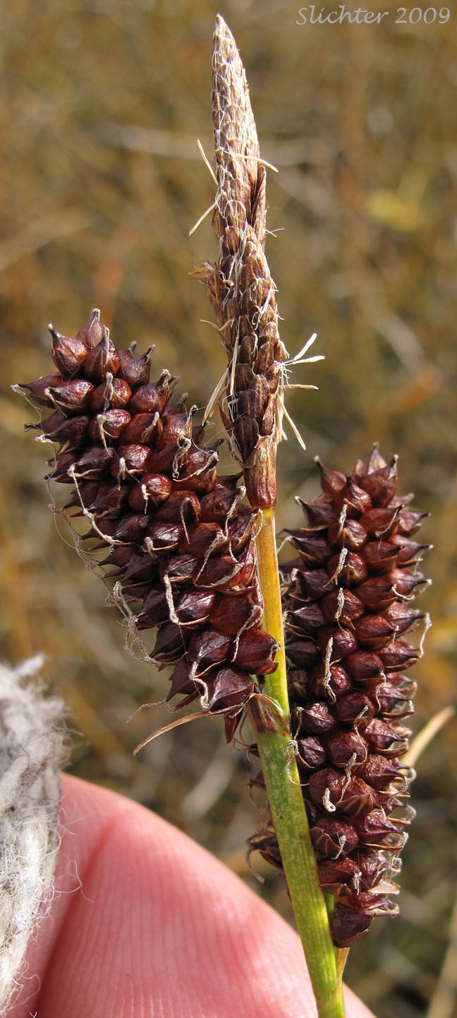 Male and female spikes of what may be Russet Sedge: Carex saxatilis