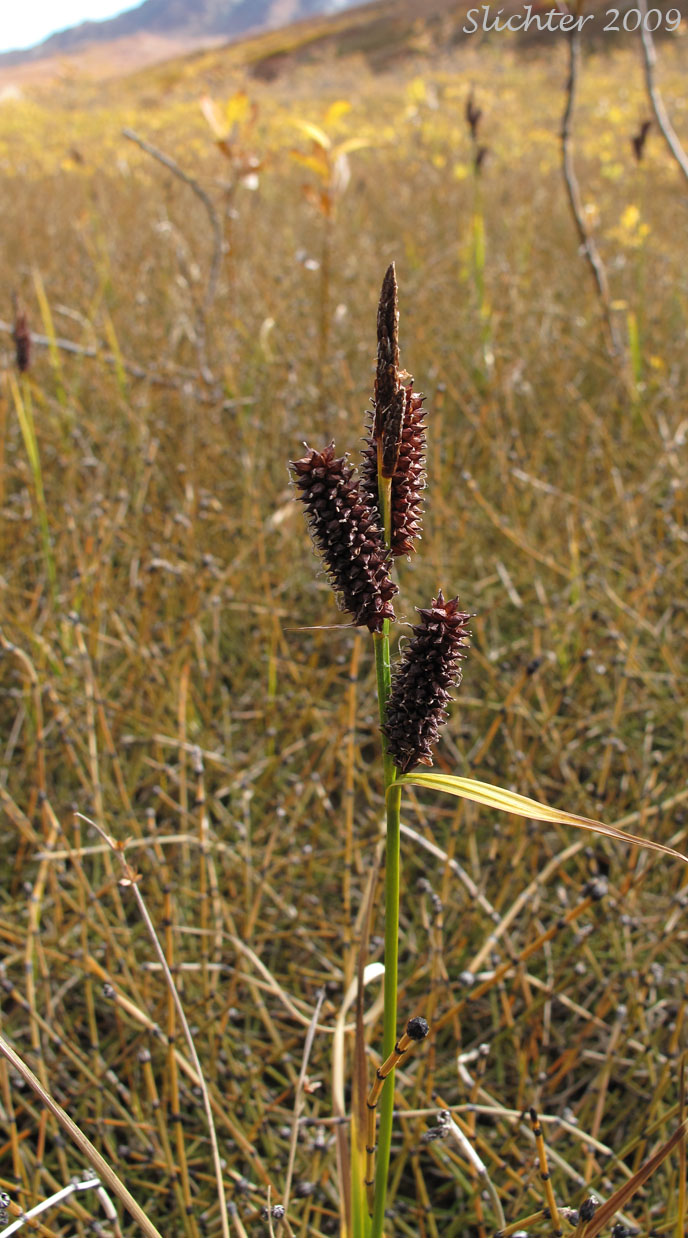 Russet Sedge?: Carex saxatilis