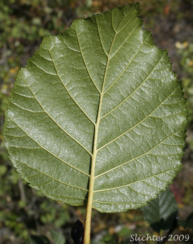 Alnus Crispa