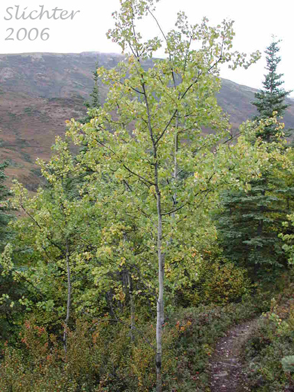 Quaking Aspen: Populus tremuloides