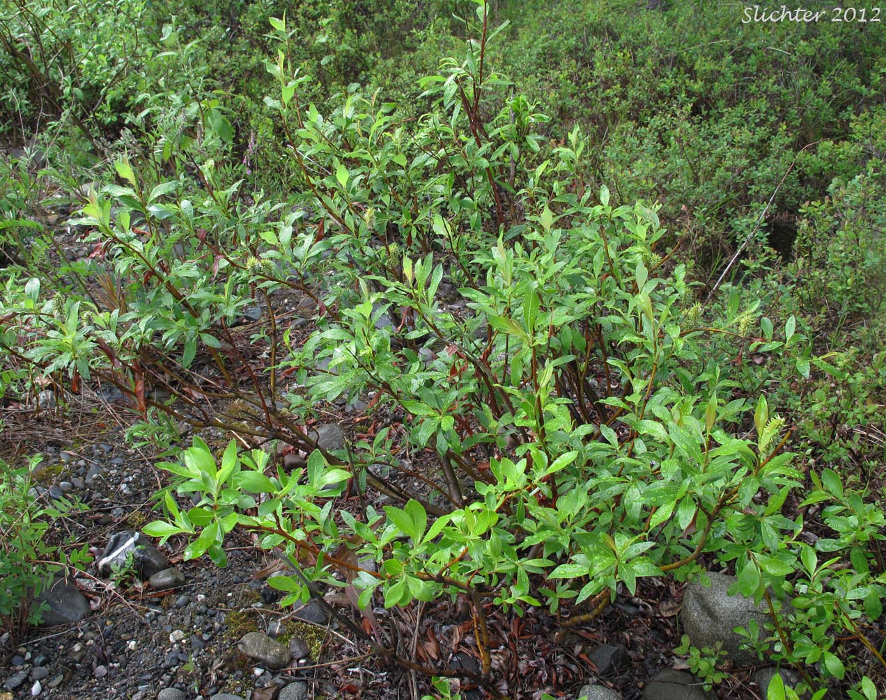 diamond leaf willow tree