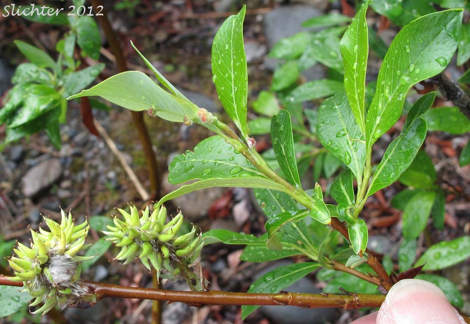 diamond leaf willow tree