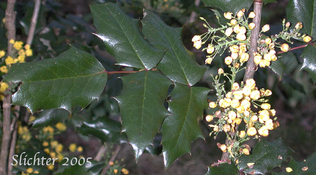 Shining Oregon Grape: Berberis aquifolium 
