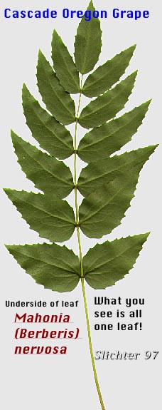 Ventral leaf surface of Cascade Oregon Grape, Cascade Oregon-grape, Dull Oregongrape, Long-leaved Oregon Grape: Berberis nervosa (Synonyms: Berberis nervosa var. mendocinensis, Mahonia nervosa, Mahonia nervosa var. mendocinensis, Mahonia nervosa var. nervosa, Odostemon nervosus)
