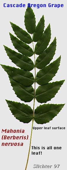 Dorsal leaf surface of Cascade Oregon Grape, Cascade Oregon-grape, Dull Oregongrape, Long-leaved Oregon Grape: Berberis nervosa (Synonyms: Berberis nervosa var. mendocinensis, Mahonia nervosa, Mahonia nervosa var. mendocinensis, Mahonia nervosa var. nervosa, Odostemon nervosus)