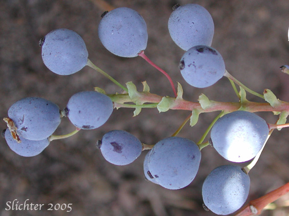 Berries of Creeping Oregon Grape, Low Oregon Grape: Berberis repens (Synonyms: Berberis aquifolium var. repens, Berberis nana, Berberis sonnei, Mahonia repens, Mahonia sonnei, Odostemon repens)