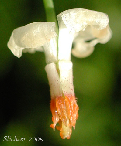 Close-up of the flower of Inside-out-flower, Northern Vancouveria, White Inside-out Flower: Vancouveria hexandra (Synonyms: Epimedium hexandrum, Vancouveria brevicula, Vancouveria picta) 