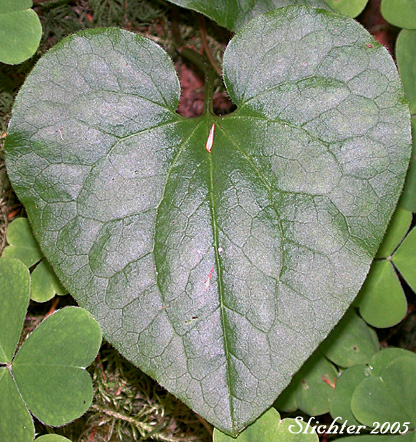 Leaf of British Columbia Wildginger, Western Wild Ginger, Wild Ginger: Asarum caudatum (Synonym: Asarum caudatum var. caudatum)