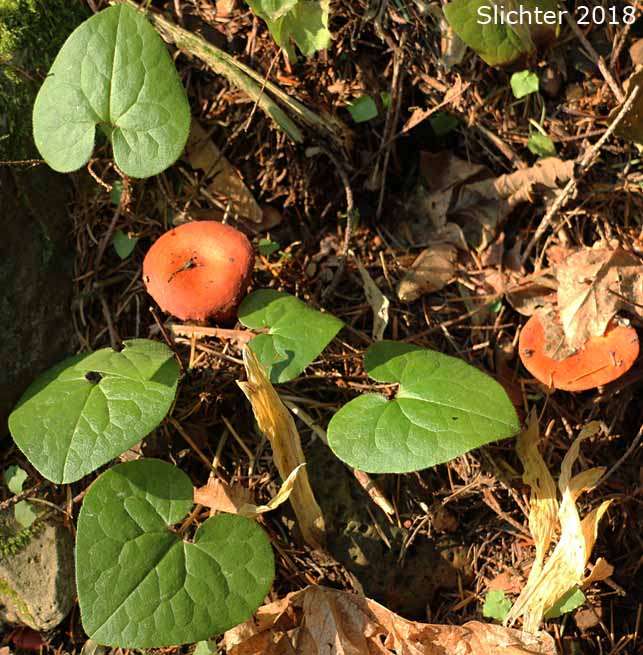 British Columbia Wildginger, Western Wild Ginger, Wild Ginger: Asarum caudatum (Synonym: Asarum caudatum var. caudatum)