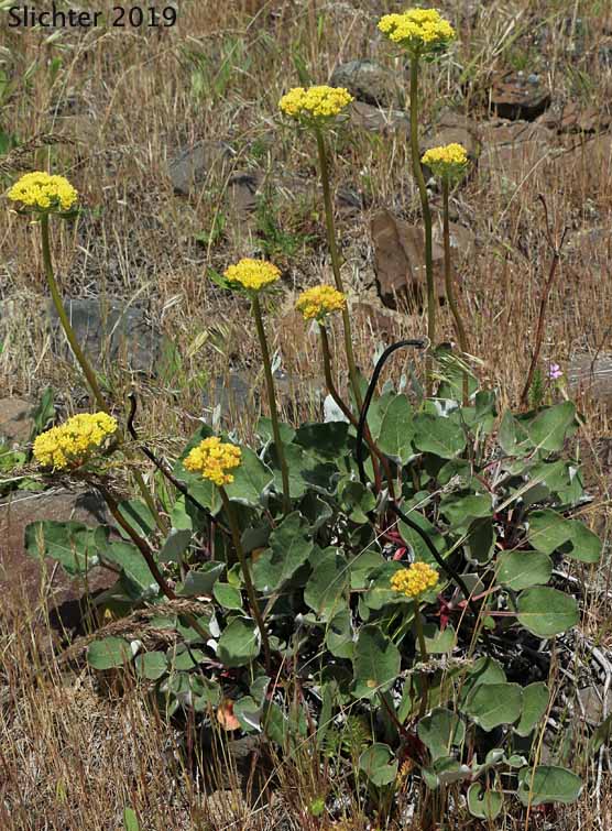 Arrowleaf Buckwheat, Heart-leaf Buckwheat, Northern Buckwheat: Eriogonum compositum var. compositum (Synonyms: Eriogonum compositum var. citrinum, Eriogonum compositum var. pilicaule, Eriogonum johnstonii, Eriogonum pilicaule)