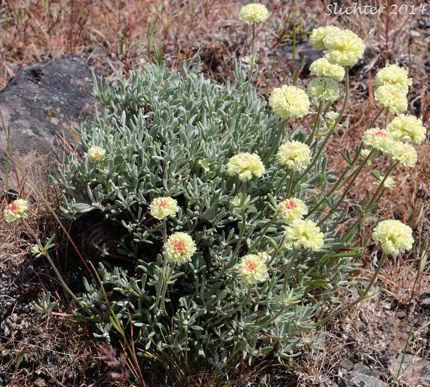 Scabland Wild Buckwheat: Eriogonum sphaerocephalum var. sublineare (Synonyms: Eriogonum douglasii var. sublineare, Eriogonum douglasii var. tenue)