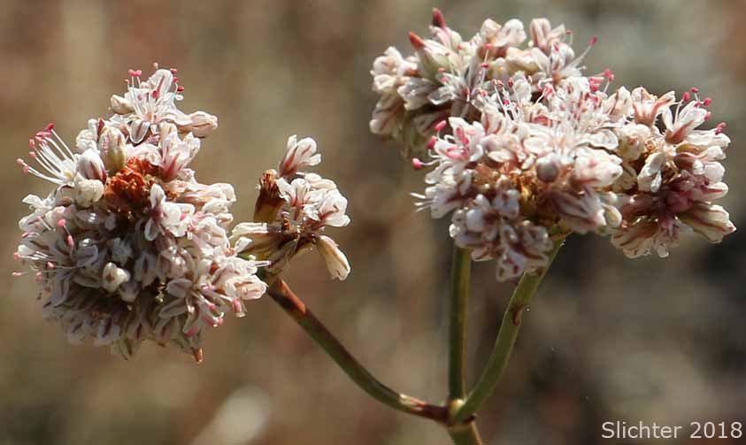 Inflorescence of Rush Buckwheat, Tall Buckwheat, Tall Woolly Buckwheat: Eriogonum elatum var. elatum (Synonym: Eriogonum elatum var. limonifolium)