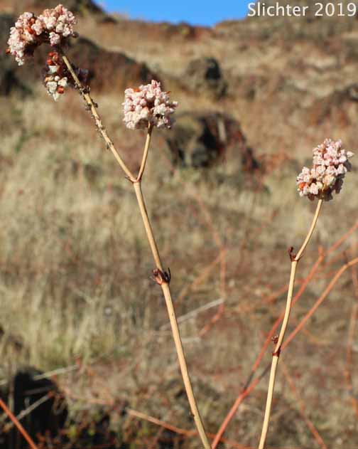 Rush Buckwheat, Tall Buckwheat, Tall Woolly Buckwheat: Eriogonum elatum var. elatum (Synonym: Eriogonum elatum var. limonifolium)