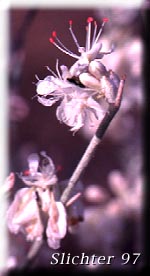 Close-up of a flower of Snow Buckwheat Eriogonum niveum (Synonyms: Erigonum niveum var. decumbens, Eriogonum niveum var. niveum)