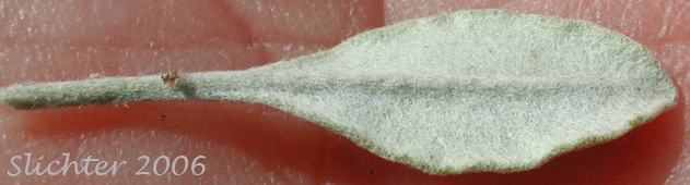 Ventral leaf surface of Blue Mountain Buckwheat, Proliferous Wild Buckwheat, Strict Buckwheat: Eriogonum strictum var. proliferum (Synonyms: Eriogonum fulvum, Eriogonum ovalifolium var. proliferum, Eriogonum proliferum, Eriogonum strictum ssp. bellum, Eriogonum strictum ssp. proliferum, Eriogonum strictum ssp. proliferum var. proliferum, Eriogonum strictum var. argenteum)