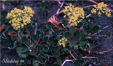 Sulfur-flower Buckwheat: Eriogonum umbellatum variety umbellatum   
