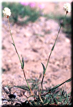 American Bistort, Mountain Meadow Knotweed, Snakeweed, Western Bistort: Bistorta bistortoides (Synonym: Polygonum bistortoides)