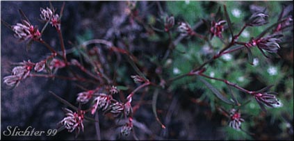 Closeflowered Knotweed: Polygonum polygaloides ssp. confertiflorum (Synonyms: Polygonum confertiflorum, Polygonum imbricatum, Polygonum kelloggii var. confertiflorum, Polygonum watsonii)