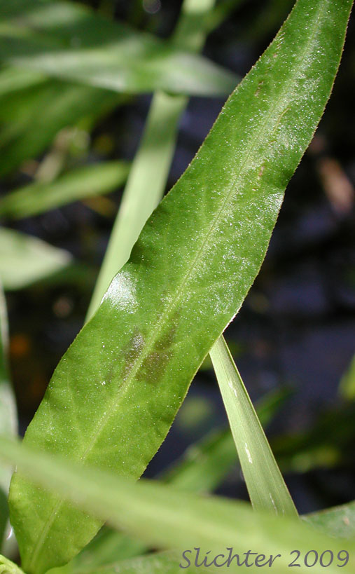 Stem leaf of Swamp Smartweed, Waterpepper, Water Pepper: Persicaria hydropiperoides (Synonyms: Persicaria paludicola, Polygonum hydropiperoides, Polygonum hydropiperoides var. adenocalyx, Polygonum hydropiperoides var. asperifolium, Polygonum hydropiperoides var. buschianum, Polygonum hydropiperoides var. digitatum, Polygonum hydropiperoides var. hydropiperoides, Polygonum hydropiperoides var. opelousanum, Polygonum hydropiperoides var. psilostachyum, Polygonum opelousanum, Polygonum opelousanum var. adnocalyx, Polygonum persicarioides)
