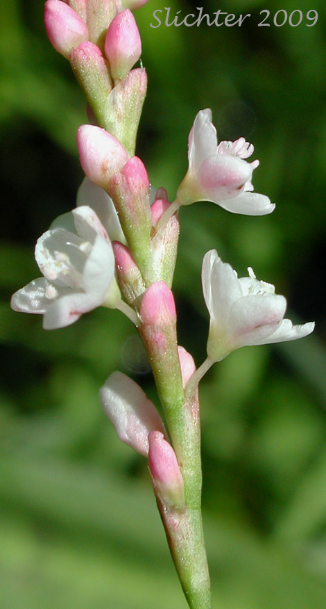 Inflorescence of Swamp Smartweed, Waterpepper, Water Pepper: Persicaria hydropiperoides (Synonyms: Persicaria paludicola, Polygonum hydropiperoides, Polygonum hydropiperoides var. adenocalyx, Polygonum hydropiperoides var. asperifolium, Polygonum hydropiperoides var. buschianum, Polygonum hydropiperoides var. digitatum, Polygonum hydropiperoides var. hydropiperoides, Polygonum hydropiperoides var. opelousanum, Polygonum hydropiperoides var. psilostachyum, Polygonum opelousanum, Polygonum opelousanum var. adnocalyx, Polygonum persicarioides)