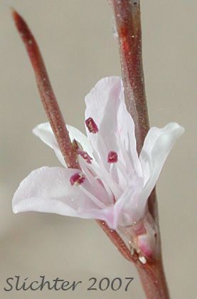 Flower of Wiry Knotweed, Palouse Knotweed: Polygonum majus (Synonym: Polygonum coarctatum var. majus, Polygonum douglasii ssp. majus)