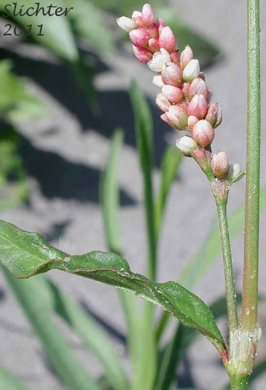 Inflorescence of Heartweed, Redshank, Spotted Ladysthumb, Spotted Lady's-thumb: Persicaria maculosa (Synonym: Polygonum persicaria)