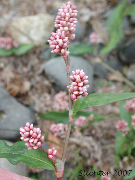 Heartweed, Redshank, Spotted Ladysthumb, Spotted Lady's-thumb: Persicaria maculosa (Synonym: Polygonum persicaria)
