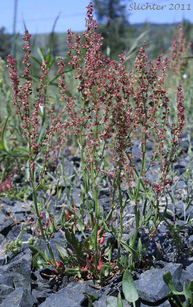 Common Sheep Sorrel, Sheep Sorrel, Sheep-sorrel, Sour Dock: Rumex acetosella (Synonyms: Acetosa acetosella, Acetosa hastata, Acetosella acetosella, Acetosella tenuifolia, Acetosella vulgaris, Acetosella vulgaris, Rumex acetosella ssp. angiocarpus, Rumex acetosella var. pyrenaeus, Rumex acetosella var. tenuifolius, Rumex acetosella var. vulgaris, Rumex angiocarpus, Rumex tenuifolius)