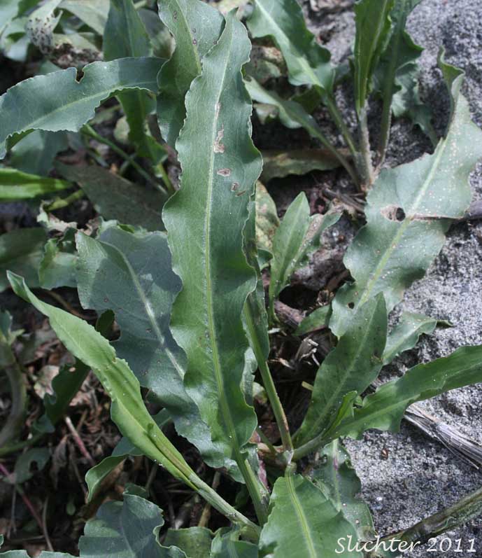 Close-up of the basal leaves of Curly Dock, Sour Dock: Rumex crispus (Synonyms: Lapathum crispum, Rumex crispus ssp. crispus)