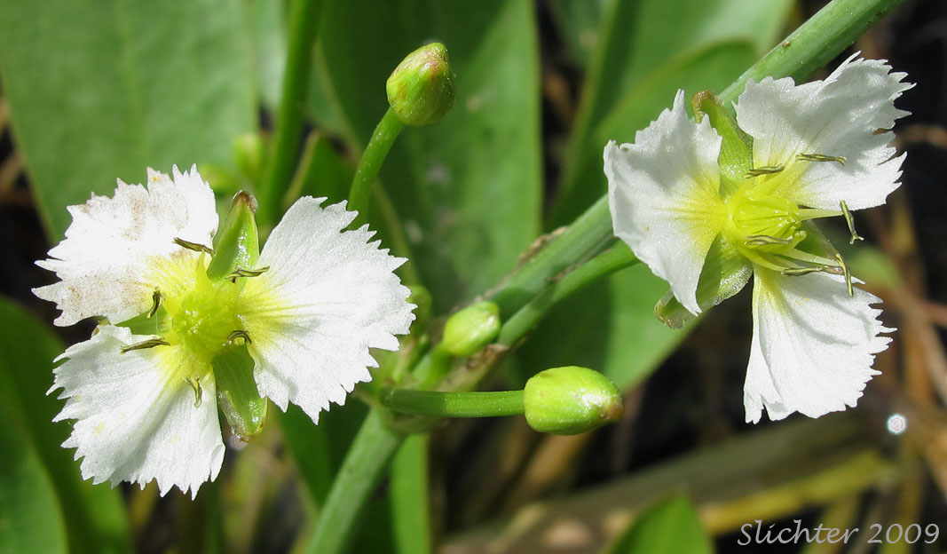 Flowers of Fringed Waterplantain: Damasonium californcum (Synonym: Machaerocarpus californicus)