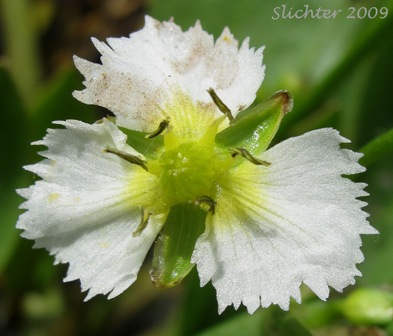 Flower of Fringed Waterplantain: Damasonium californcum (Synonym: Machaerocarpus californicus)