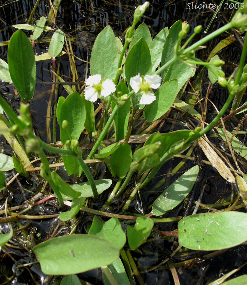 Fringed Waterplantain: Damisonium californicum (Synonym: Machaerocarpus californicus