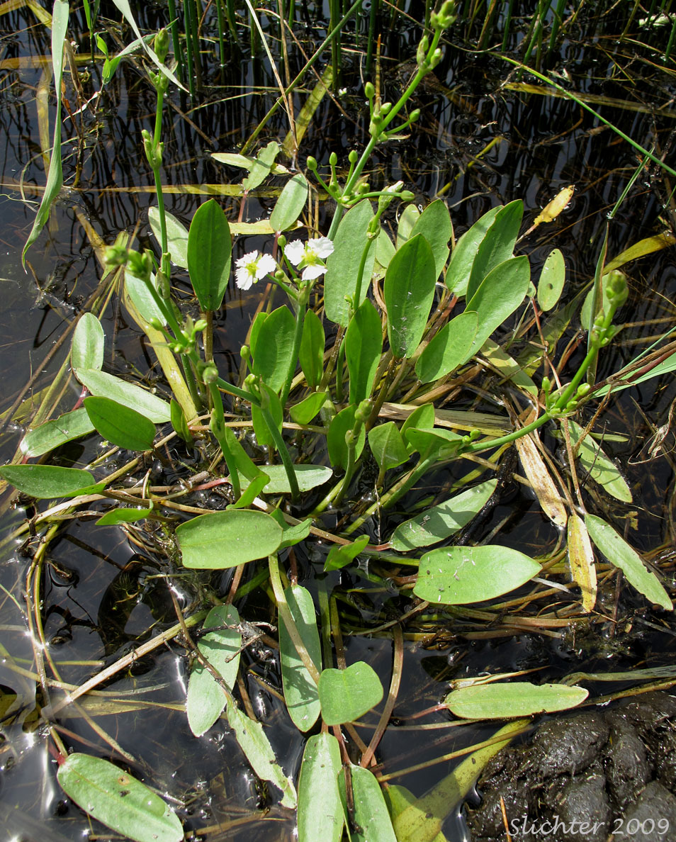 Fringed Waterplantain: Damasonium californcum (Synonym: Machaerocarpus californicus)