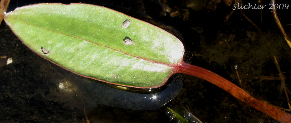 Leaf of Fringed Waterplantain: Damasonium californicum (Synonym: Machaerocarpus californicus)