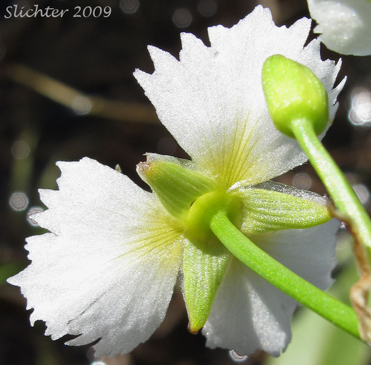 Back of petals and sepals of  Fringed Waterplantain: Damasonium californicum (Synonym: Machaerocarpus californicus)