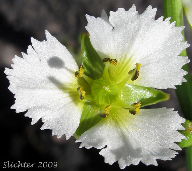 Flower of Fringed Waterplantain: Damasonium californicum (Synonym: Machaerocarpus californicus)
