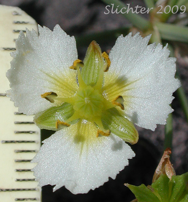 Flower size of Fringed Waterplantain: Damasonium californicum (Synonym: Machaerocarpus californicus)