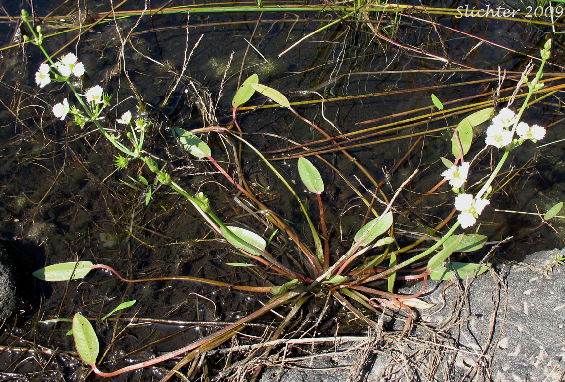 Fringed Waterplantain: Damasonium californicum (Synonym: Machaerocarpus californicus)