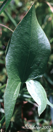 Basal leaf of Arumleaf Arrowhead, Arum-leaf Arrowhead, Wapato: Sagittaria cuneata (Synonym: Sagittaria arifolia)