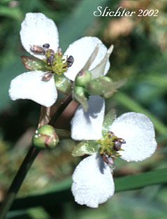 Flowers of Arumleaf Arrowhead, Arum-leaf Arrowhead, Wapato: Sagittaria cuneata (Synonym: Sagittaria arifolia)