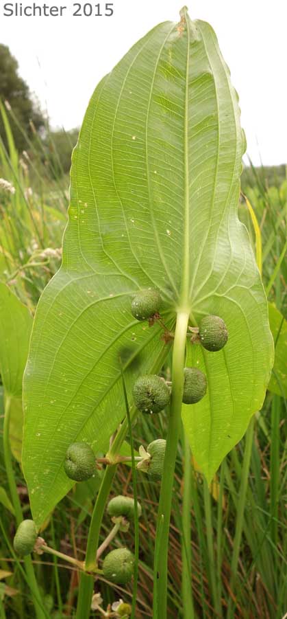 Broadleaf Arrowhead, Broad-leaf Arrowhead, Common Arrowhead, Duck Potato, Wapato: Sagittaria latifolia (Synonym: Sagittaria latifolia var. latifolia)