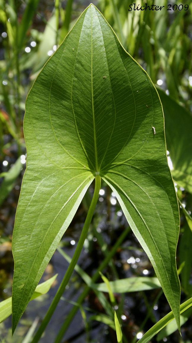 Leaf of Broadleaf Arrowhead, Broad-leaf Arrowhead, Common Arrowhead, Duck Potato, Wapato: Sagittaria latifolia (Synonym: Sagittaria latifolia var. latifolia)