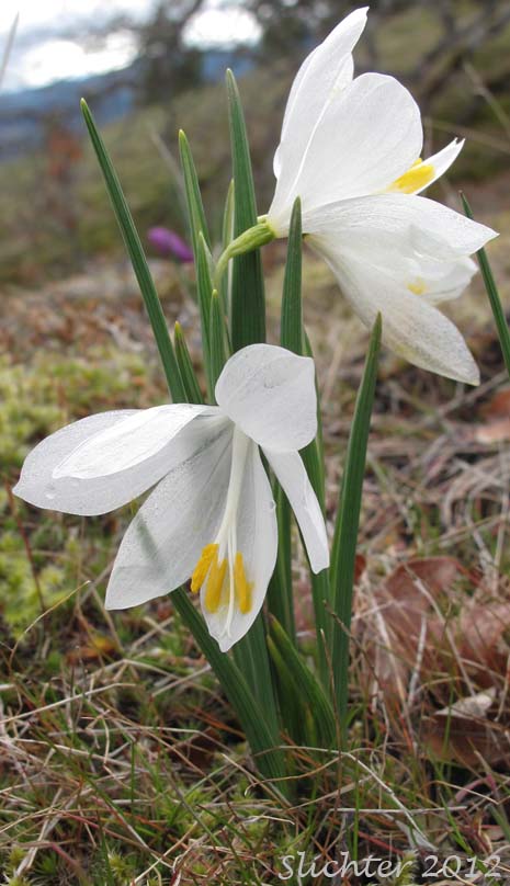 A white-flowered form of Douglas' Grasswidow, Grass Widow, Satin-flower: Olsynium douglasii (Synonym: Sisyrinchium douglasii var. douglasii)