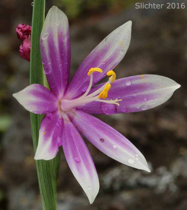 Douglas' Grasswidow, Grass Widow, Satin-flower: Olsynium douglasii (Synonym: Sisyrinchium douglasii var. douglasii)