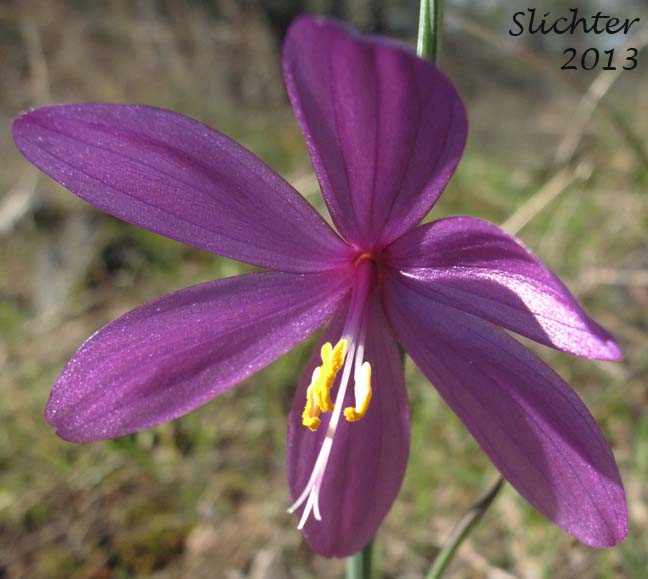Close-up of a flower of Douglas' Grasswidow, Grass Widow, Satin-flower: Olsynium douglasii (Synonym: Sisyrinchium douglasii var. douglasii)