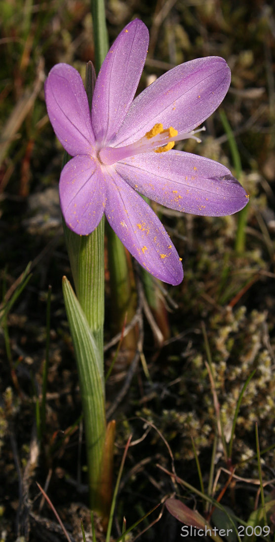 Douglas' Grasswidow, Grass Widow, Satin-flower: Olsynium douglasii (Synonym: Sisyrinchium douglasii var. douglasii)