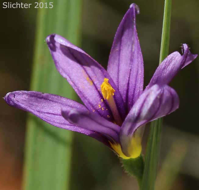 Idaho Blue-eyed Grass: Sisyrinchium idahoense var. idahoense (Synonyms: Sisyrinchium angustifolium, Sisyrinchium birameum)