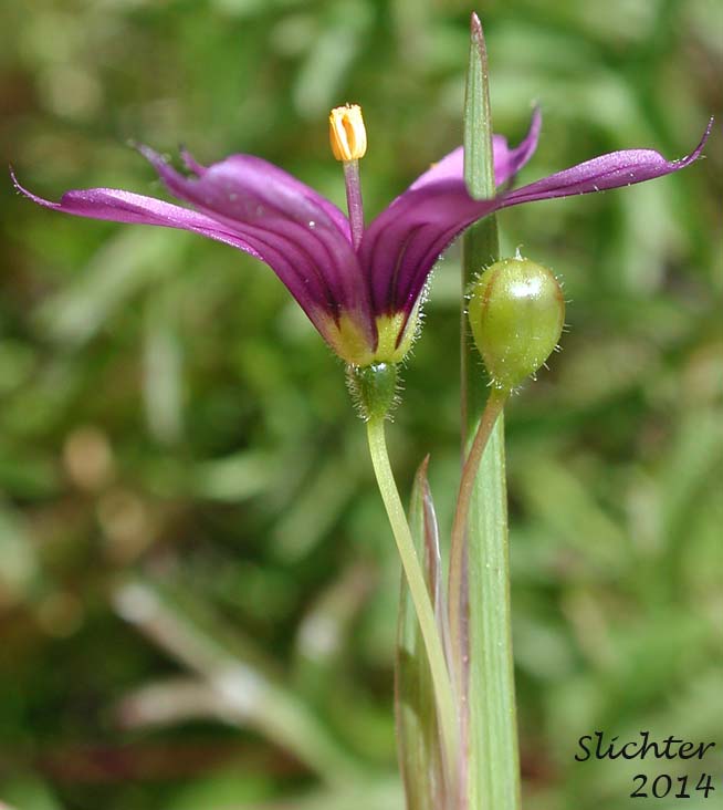 Idaho Blue-eyed Grass: Sisyrinchium idahoense var. idahoense (Synonyms: Sisyrinchium angustifolium, Sisyrinchium birameum)