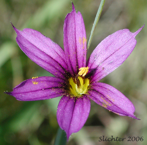 Flower of Idaho Blue-eyed Grass: Sisyrinchium idahoense var. idahoense (Synonyms: Sisyrinchium angustifolium, Sisyrinchium birameum)
