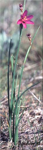 Grass-widow, Grass Widow, Inflated Grass Widows, Inflated purple-eyed Grass, Purple-eyed Grass: Olsynium douglasii var. inflatum (Synonyms: Olsynium inflatum, Sisyrinchium douglasii var. inflatum, Sisyrinchium inflatum)